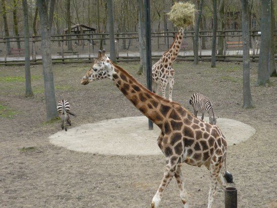 Szeged Zoo